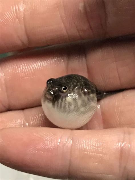 Fahaka Puffer 1 Inch Baby In Length Live Tropical Fish Tropical Fish