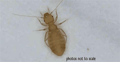 Bathroom Bugs Identification 15 Bugs Youll See In A Bathroom