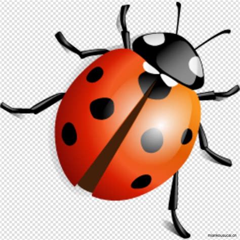 Ladybug Ladybug Png