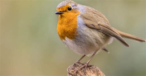 How Long Do Robins Live European Robin Lifespan Birdfact