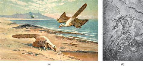 Evolutionary History Of Birds Biology For Majors Ii