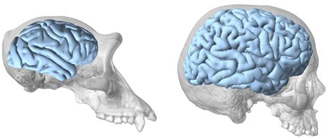 La Evoluci N Del Cerebro Humano Revista M Tode
