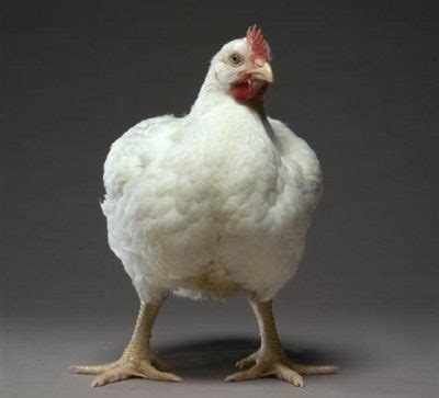 Tipps & methoden kosten & erfahrungen uvm. Broiler-Erkrankungen: Symptome und Behandlung zu Hause