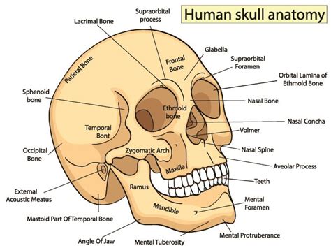 It consists of the following parts How Many Bones In The Face And Head - The Bones Of The Human Face Dummies / The skull is a bony ...