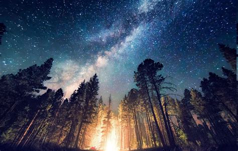 Forest Camping Starry Night Trees Milky Way Long Exposure Lights