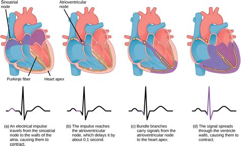 Mammalian Heart And Blood Vessels Openstax Biology 2e