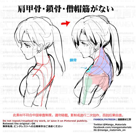How To Draw Shoulder Blade Back 個人メモ：僧帽筋と肩甲骨 Pixiv Art