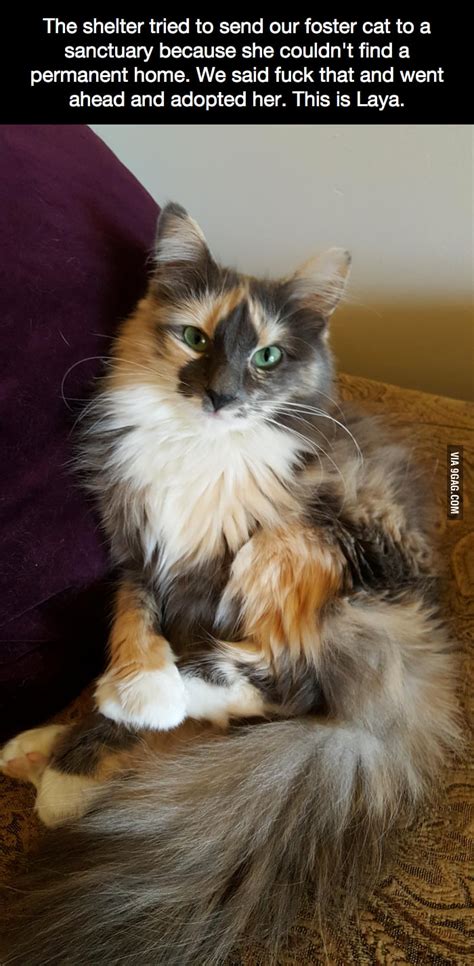 She Is The Most Beautiful Cat I Have Ever Seen 9gag
