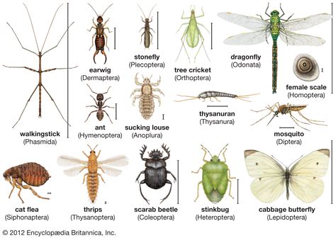 Insect Definition Facts And Classification Britannica