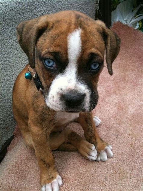 Boxer Puppy With Blue Eyes Cutie Boxer Dogs Boxer Puppy