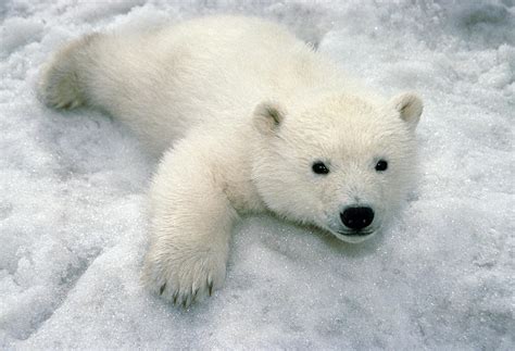Polar Bear Cub Playing In Snow Alaska Photograph By Mark Newman