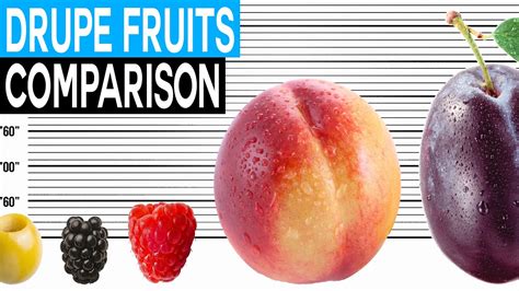 Fruit Size Comparison Drupe Fruits Stone Fruits Youtube