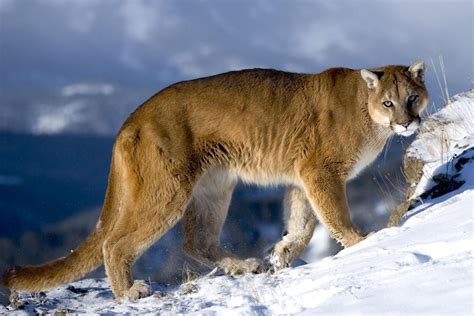 Mountain Lion My Animal Kingdom Animals Puma Pictures