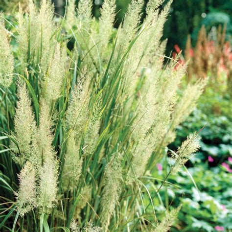 Korean Feather Reed Grass Ornamental Grasses Feather Reed Grass