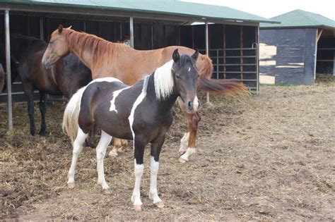 Koně Na Prodej Farma Šilhánek