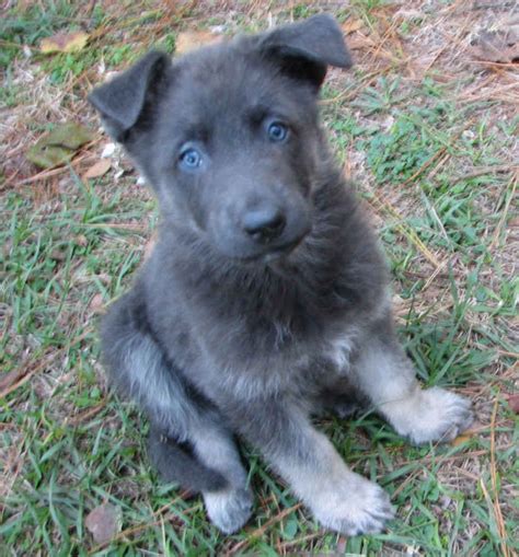 Silver Blue German Shepherd Puppies Pets Lovers