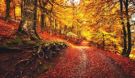 1920x1080px 1080p Free Download Autumn Walk Red Forest Autumn