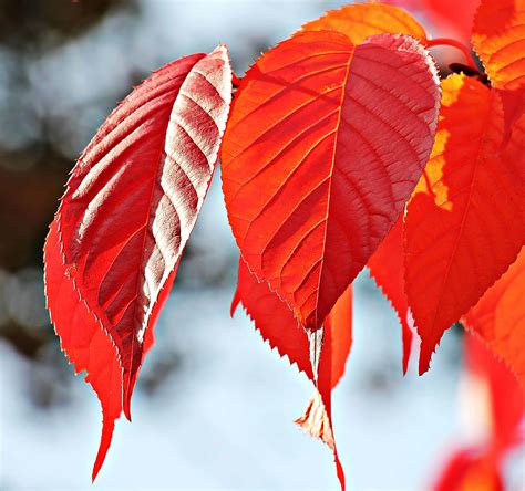 Kostenlose Bild Natur Rotes Blatt Herbst Pflanze Ast Rot