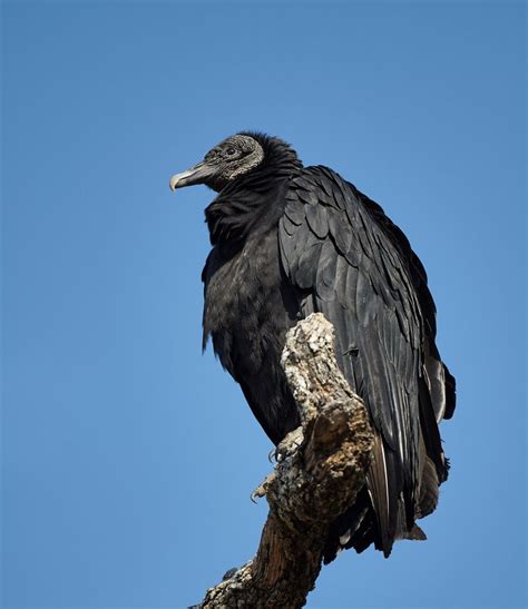 7276 Black Vulture Hagerman Nwr Texas Dennis Skogsbergh