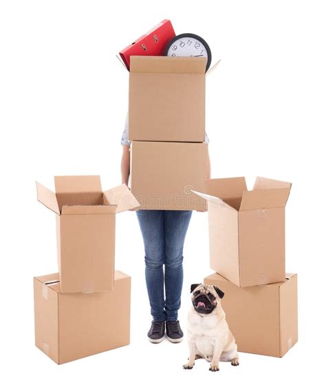 11277 Moving Dog Stock Photos Free And Royalty Free Stock Photos From
