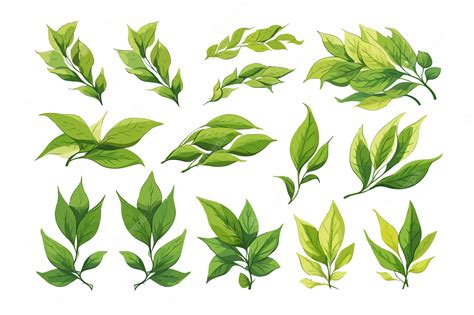 Premium Vector Green Tea Leaves Vector Set Collection Graphic Clipart
