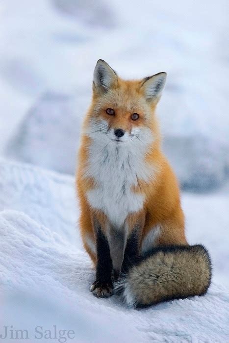 Red Fox On Mount Washington Cold And Lonely Jim Salge