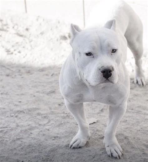 All White Pitbull Pits Pinterest Best Dogs Beauty And So Fresh