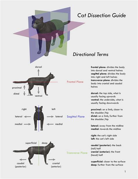 Cat Dissection Guide On Behance