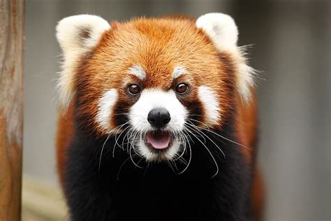 Hd Wallpaper Red Panda Animal Cute Wild Animals Omnivores
