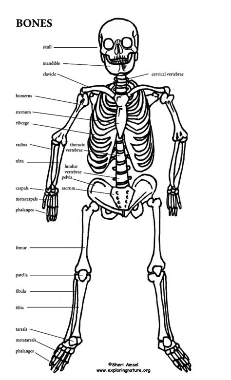 Flat bones and then in the epiphysis of long bones and then yellow bone marrow on the other hand is primarily a site for fat storage made up of fat cells called adipocytes and generally you can. An Introduction to Skeletal System - The Bones and What ...