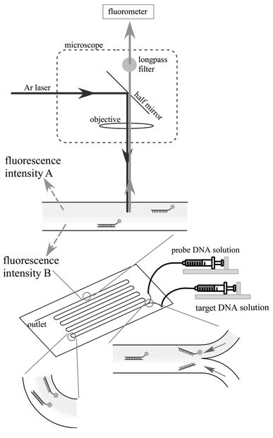 Sequence Selective Dna Detection Using Multiple Laminar Streams A