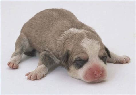 Those early squeaks aren't technically crying. How to Take Care of Newborn Puppies That Are Outside | Cuteness
