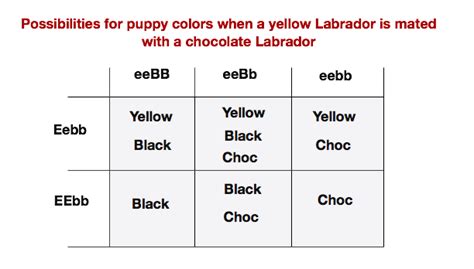 Genetics Of Labrador Coat Color Maple Leaf Vet Care Center