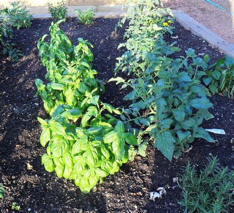 Backyard Patch Herbal Blog Creating A Culinary Herb Garden