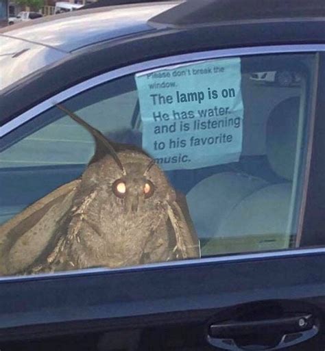 Moth Memes Are Taking Over The Internet Here Are The Best Ones