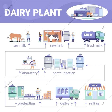 Dairy Plant Flat Infographics With Text And Diagram Of Production