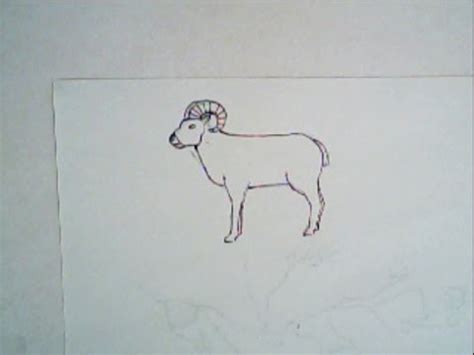 Sheep (ovis aries) are quadrupedal, ruminant mammals typically kept as livestock. How to draw a sheep, big horn sheep (simple, easy drawing ...