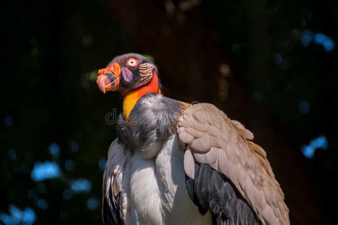 Close Up Portrait Of A King Vulture Sarcoramphus Papa Stock Photo