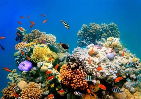 Deepwater Coral Reefs Unlikely To Welcome Shallow Water Animals The Scientist Magazine
