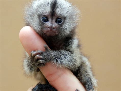 Top 10 Smallest Animals On Earth That May Surprise Yo