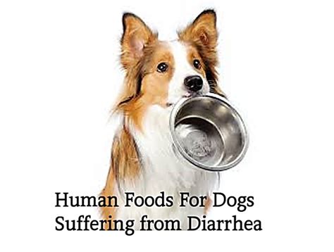 10 Human Foods Good For Dogs With Diarrhea Or Upset Stomach Pethelpful