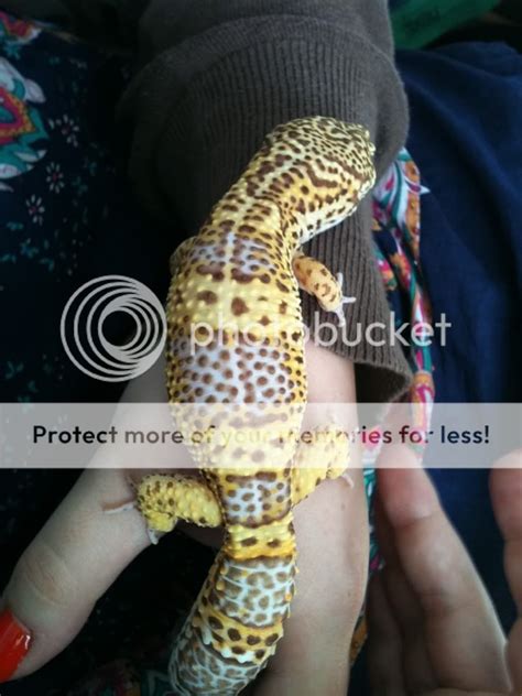 E Midlands Adult Male Albino Leopard Gecko Reptile Forums