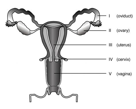 Male and female reproductive systems harder to label for. Unlabelled Female Reproductive System Female Reproductive ...