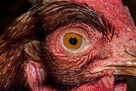 Free Images Bird Red Beak Chicken Rooster Close Up Uk