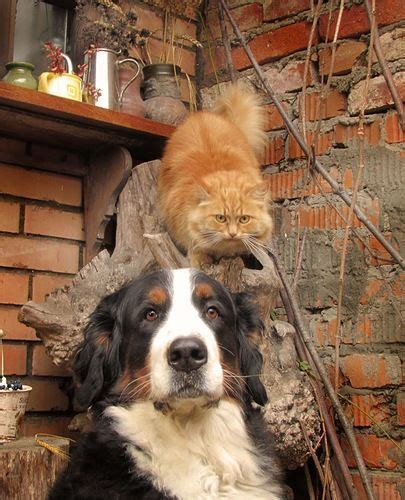 Pin By Nesrinemisha On Animals Unusual Friendship Cute Cats And Dogs
