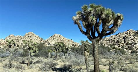 How To Grow And Care For Joshua Trees Gardeners Path