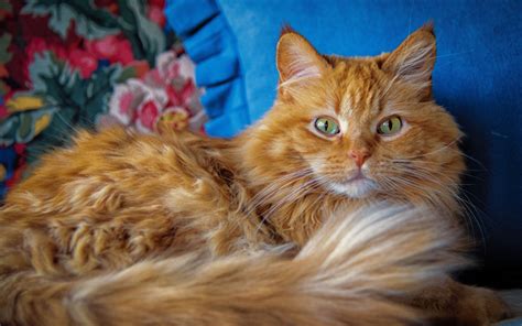 Download Wallpapers Maine Coon Cat Close Up Fluffy Cat Cute Animals