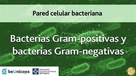 Bacterias Gram Positivas Y Bacterias Gram Negativas Youtube