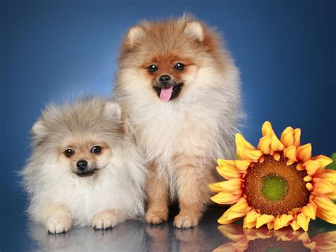 Cute Pomeranian Wallpaper Wallpapersafari