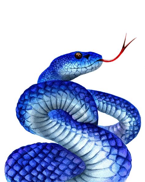 Snake Illustration Wildlife Drawing Reptile Lover Snake Drawing
